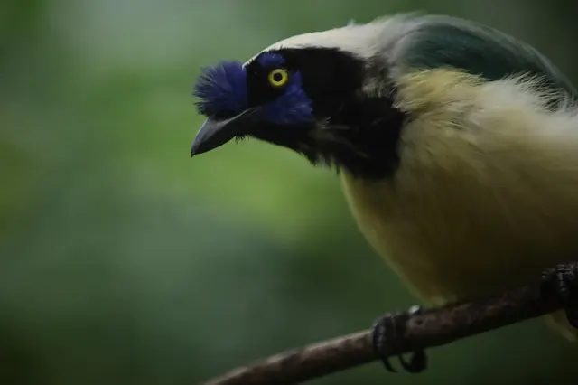 Zelená sojka a modrá sojka se spolu kříží pravděpodobně také díky změnám v klimatických podmínkách. Zelená sojka a modrá sojka se spolu kříží pravděpodobně také díky změnám v klimatických podmínkách.