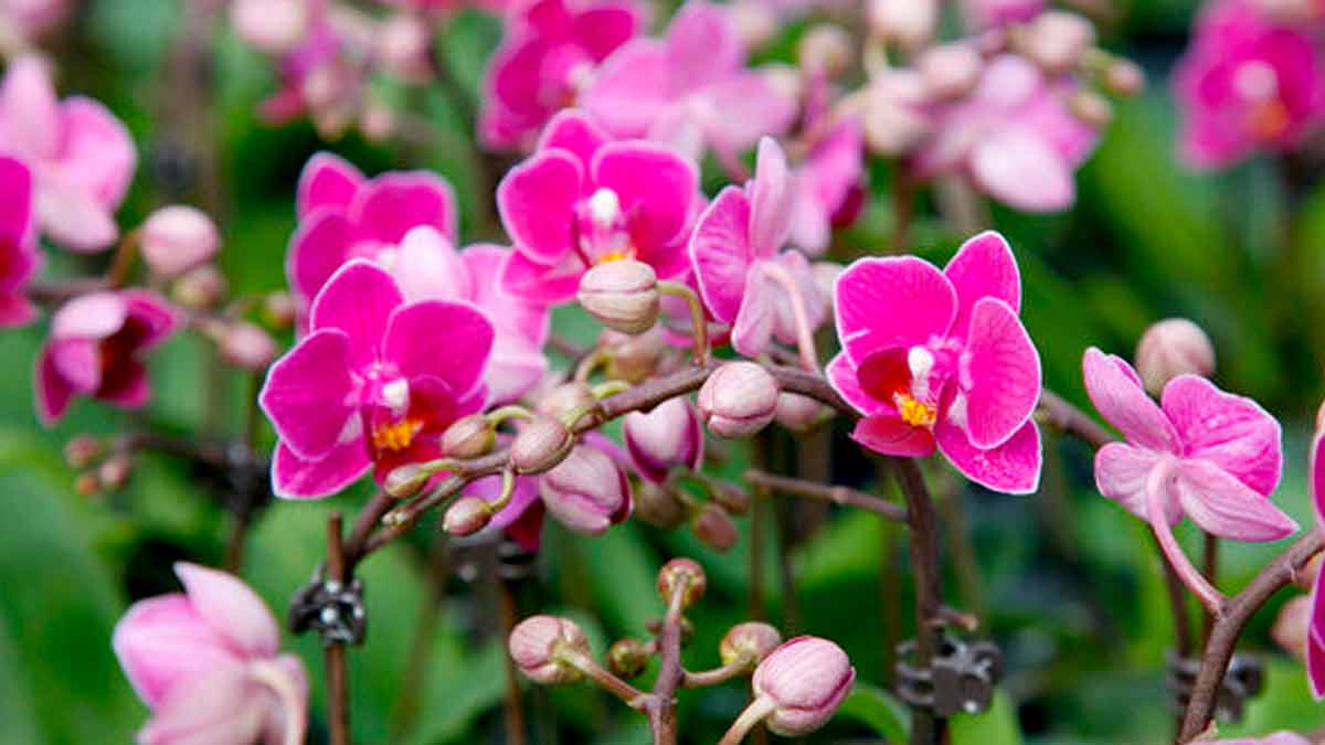 Orchideen zum Blühen