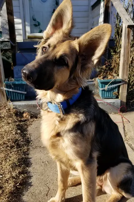 Pes vás nejen slyší, ale i cítí. Když ho voláte jménem s radostí, jeho mozek si ten okamžik spojí s pozitivní emocí.