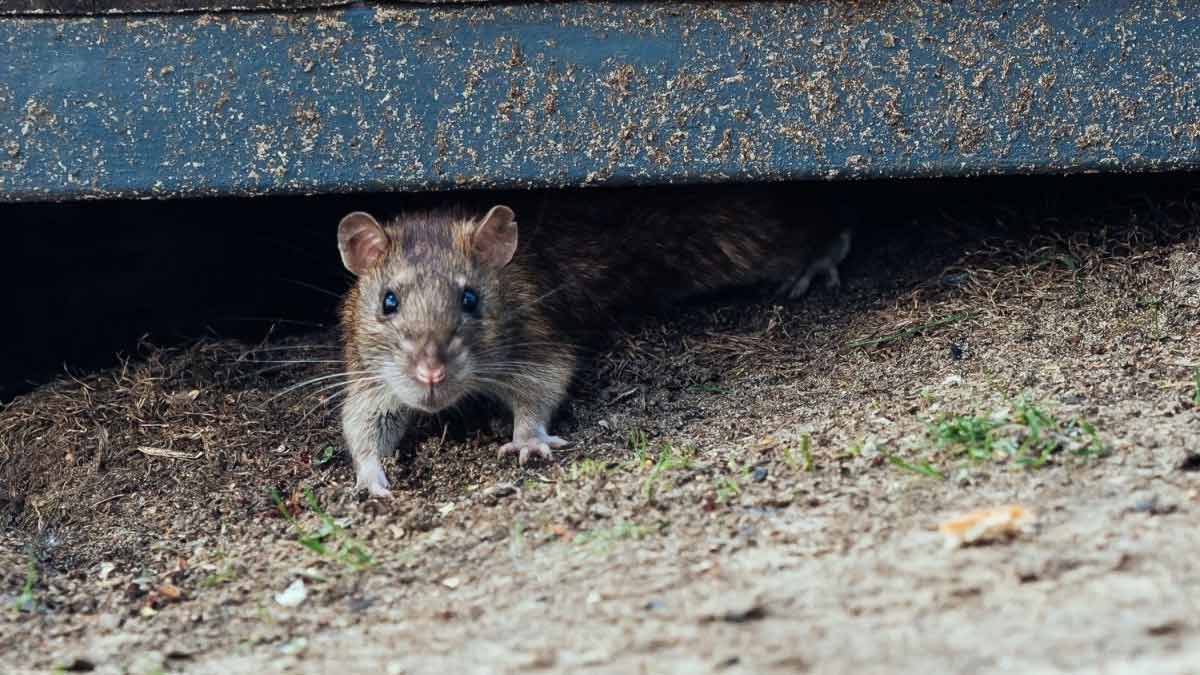Ratten vertreiben im Garten