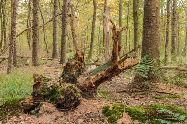 Kůra stromu je ochranným štítem i jakousi vizitkou, která nám prozrazuje informace. Kůra stromu je ochranným štítem i jakousi vizitkou, která nám prozrazuje informace.
